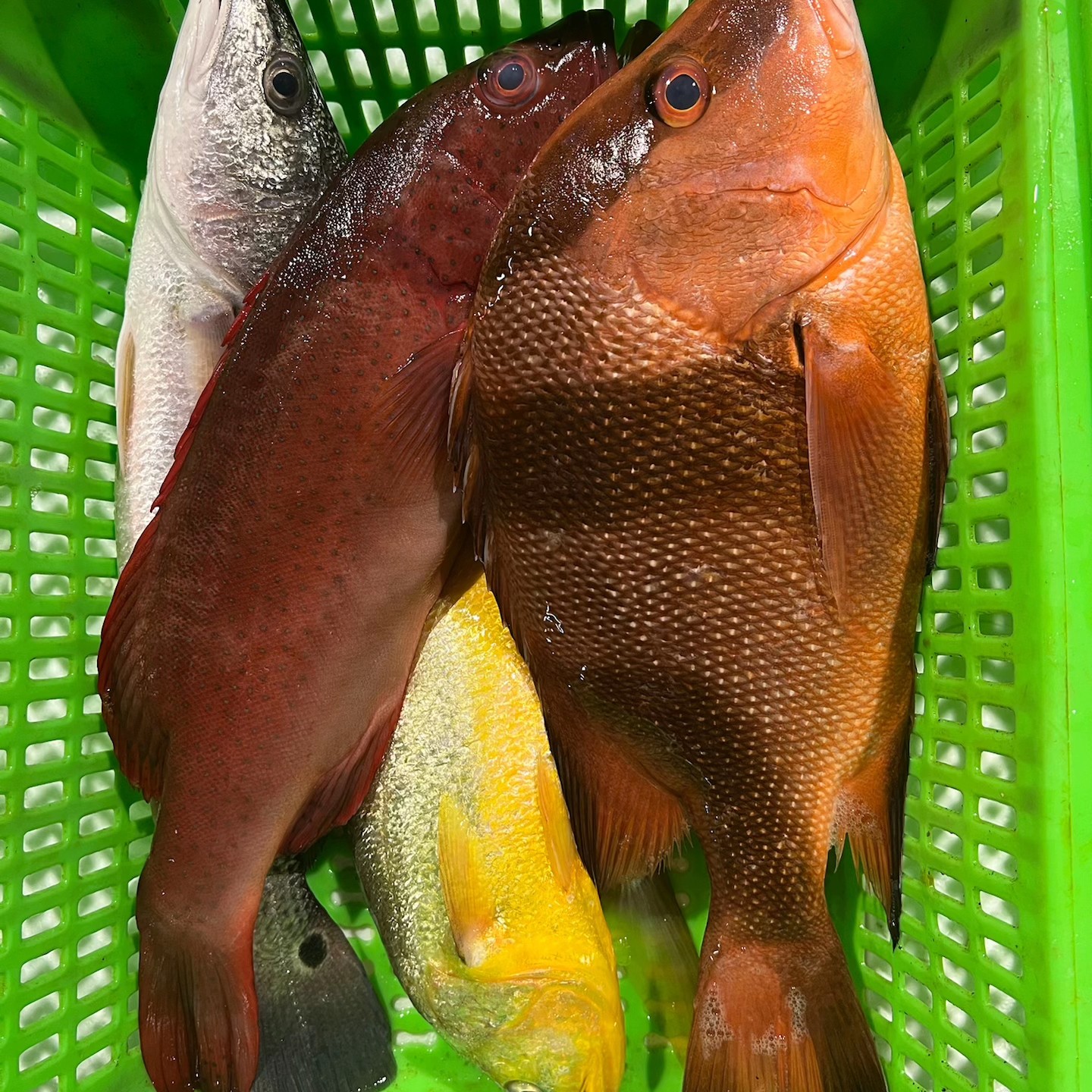 广东阳江高端精选东星斑杂鱼 每框五斤，广东省内次日达