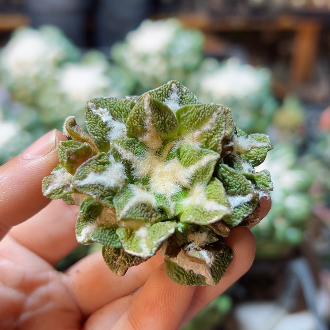 6号大尤黄体黑自根5.3公分