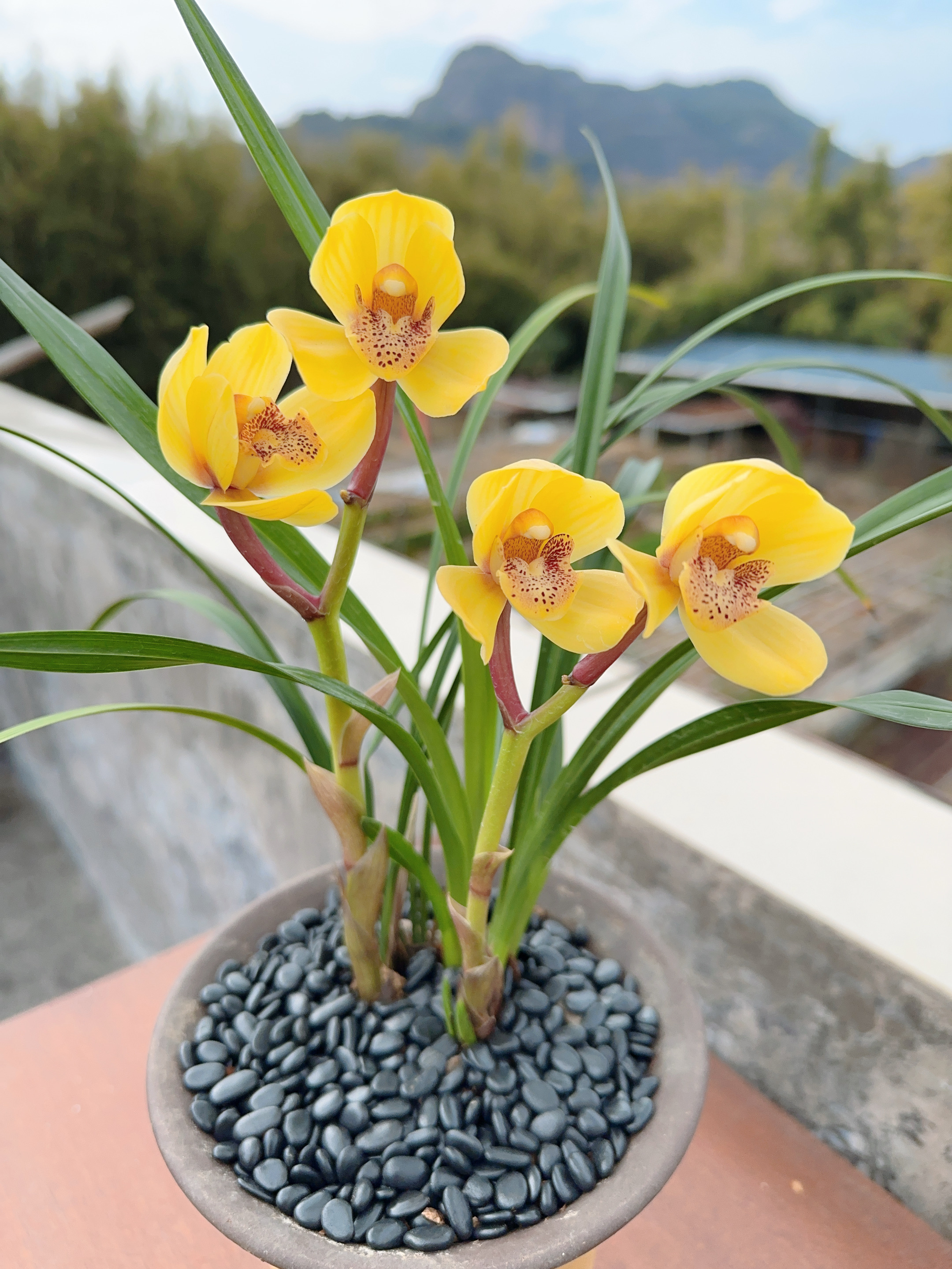 特A级 金凤凰 建兰铭品 高端兰花 花开浓香 花期长 好养花卉绿植