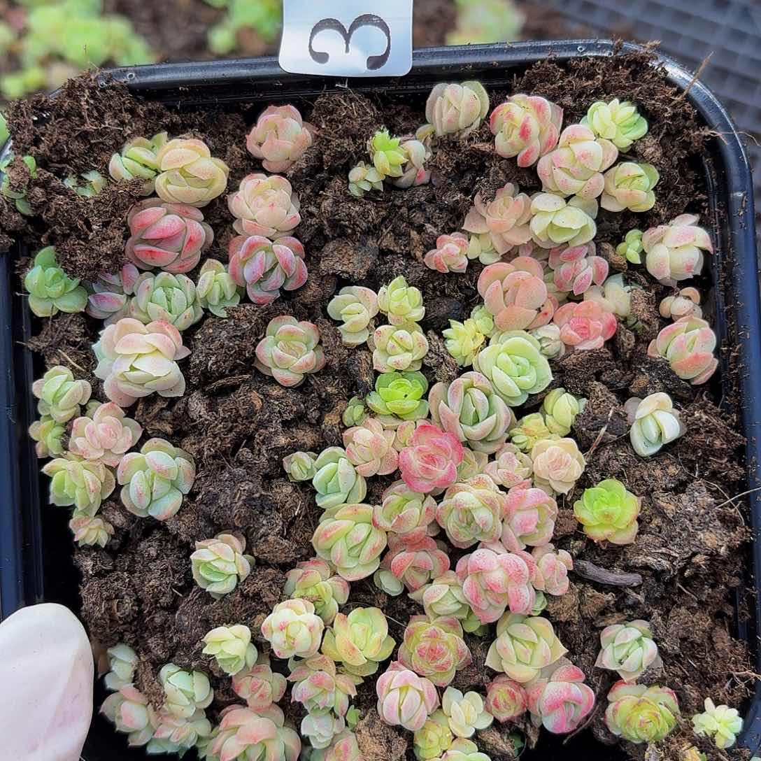 多肉植物多肉植物307