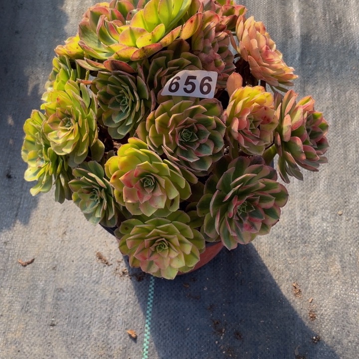 656老庄多肉法师雨荷