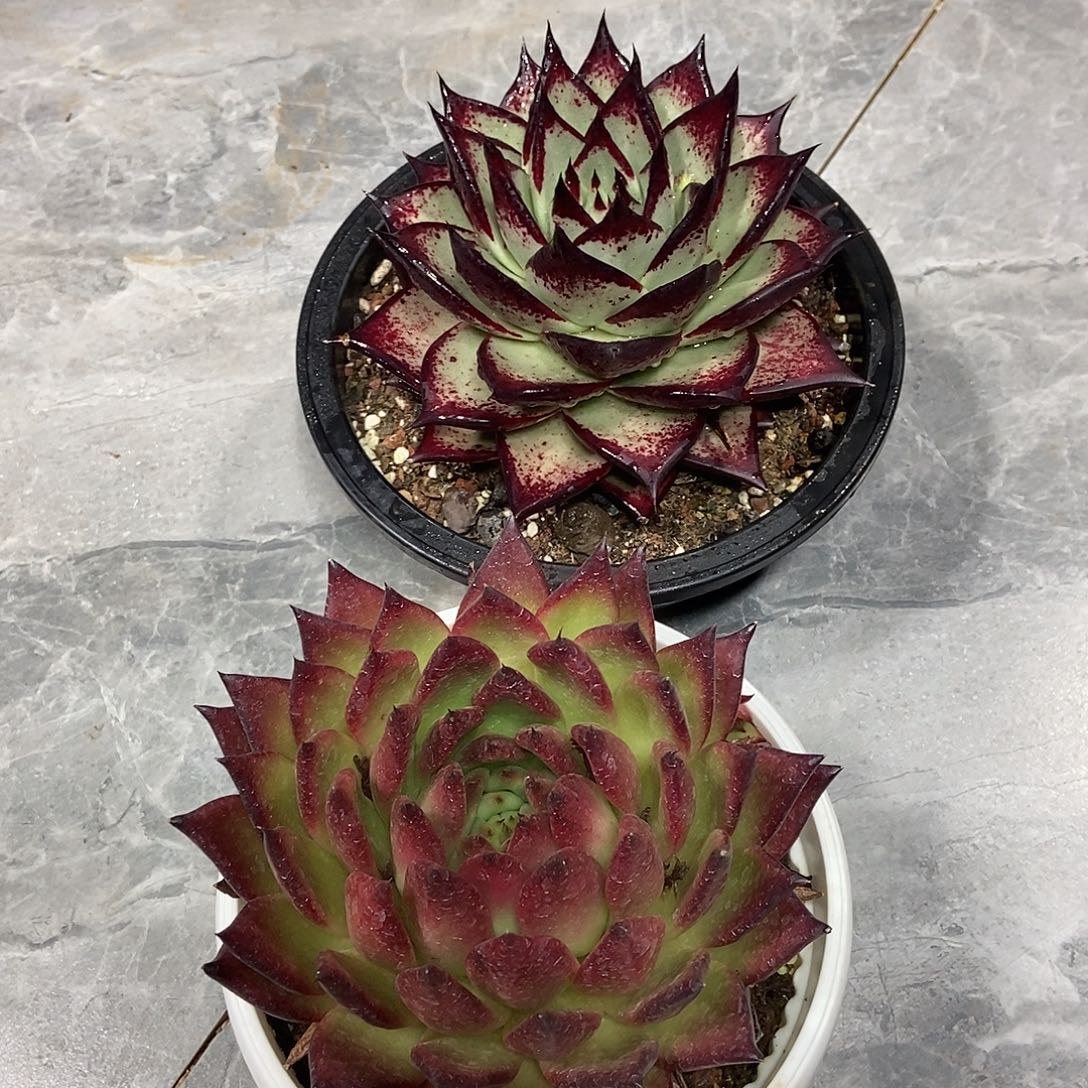 黎***光福利特价2颗美肉肉