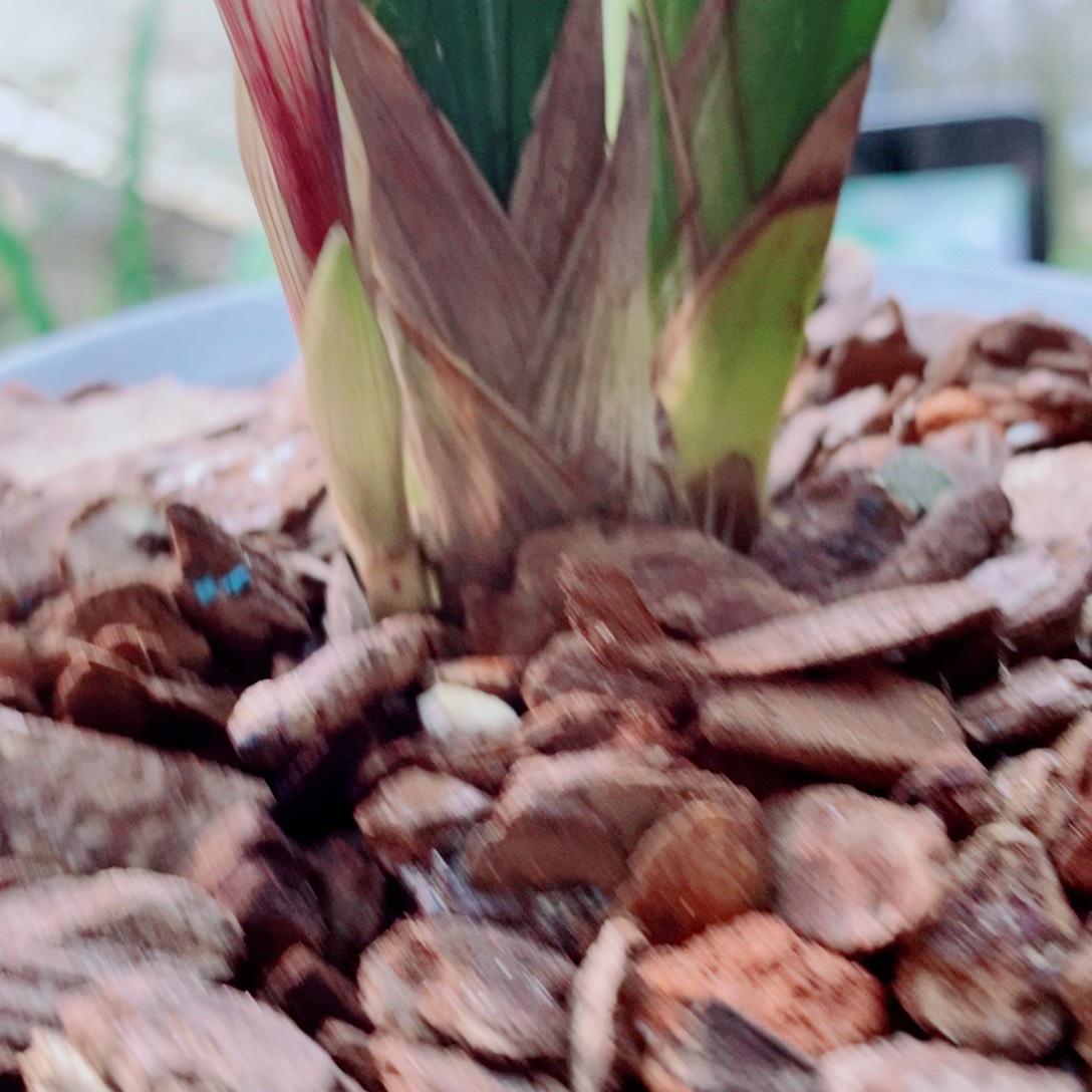 大部分花苞少量开放