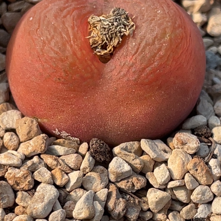 4585555855858585885888