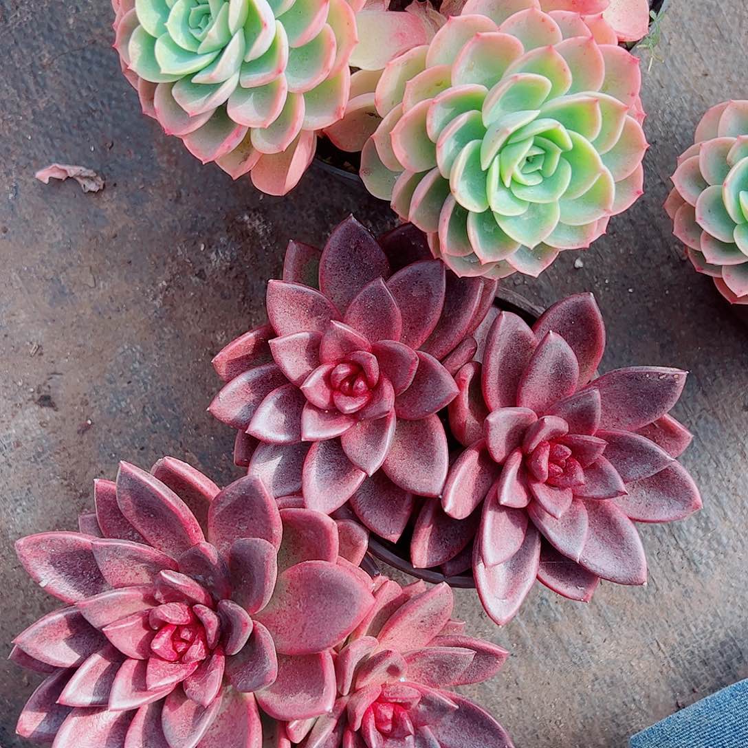 丰沛玫瑰双头起发精品