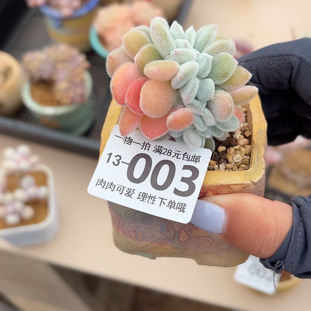 雪晃星缀化无盆土发货