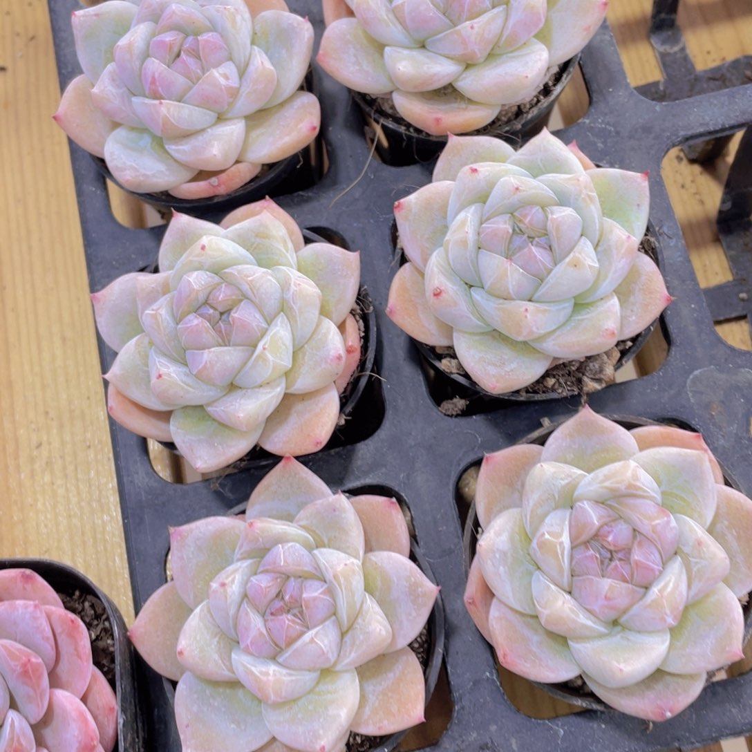 1010号 钻石糖心白泽单头一个