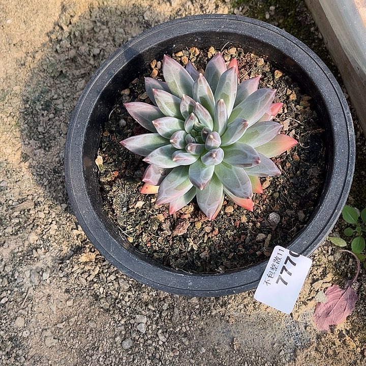 ****梓阿雅园艺。       7770