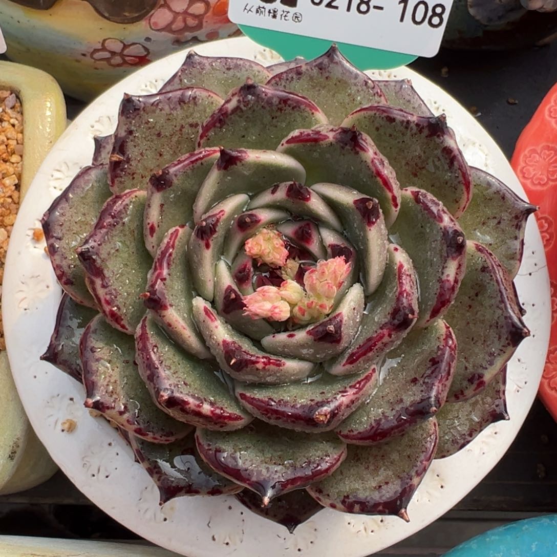 从前慢多肉精选编号0218.108