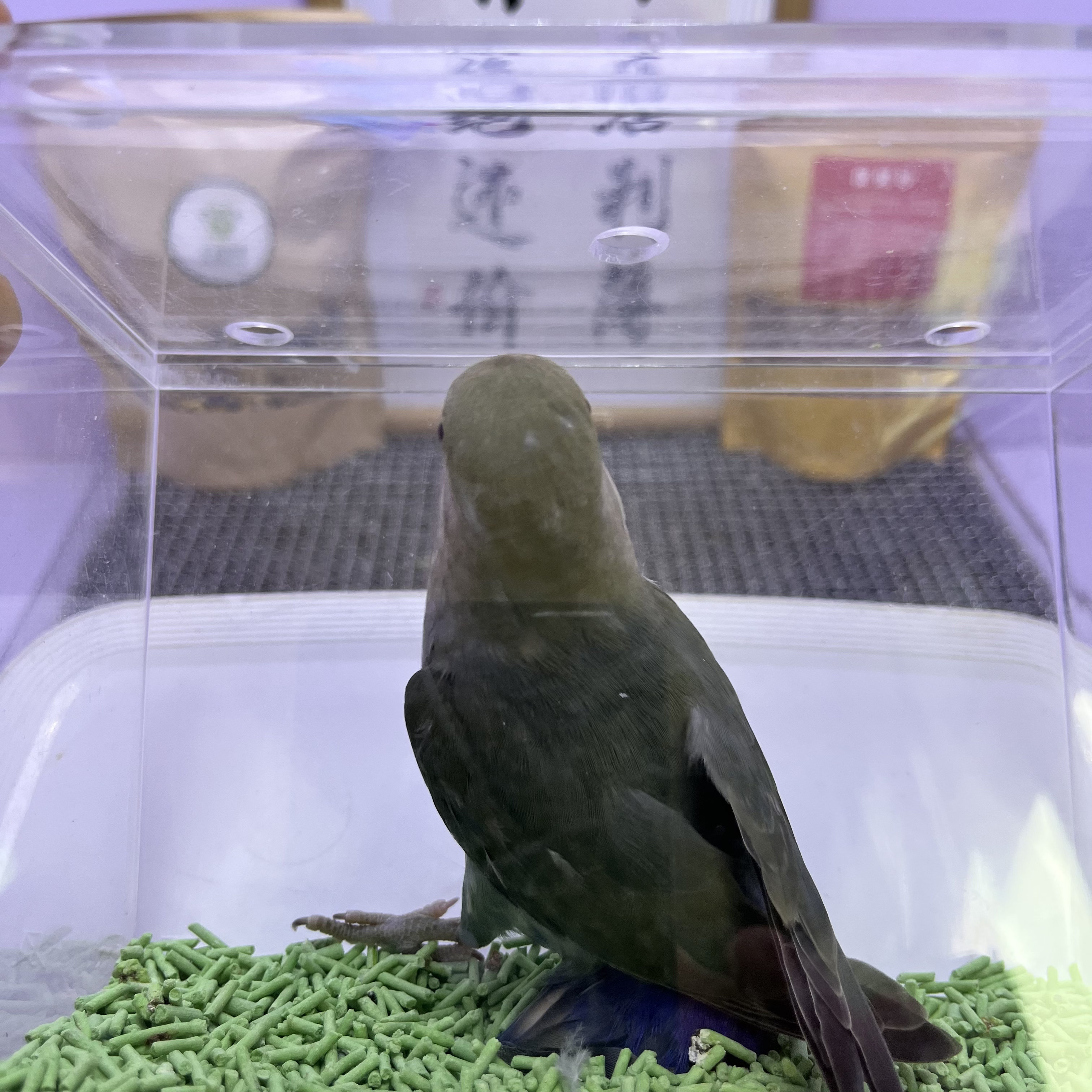 独立墨绿金顶公H82592-牡丹鹦鹉