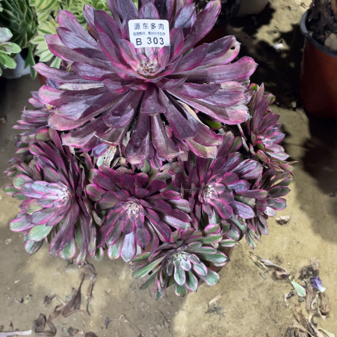 303紫霞多肉法师断枝不包