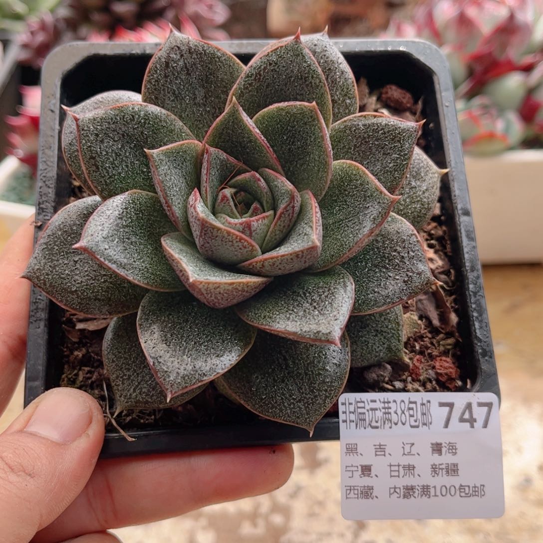 747大和锦德华多肉