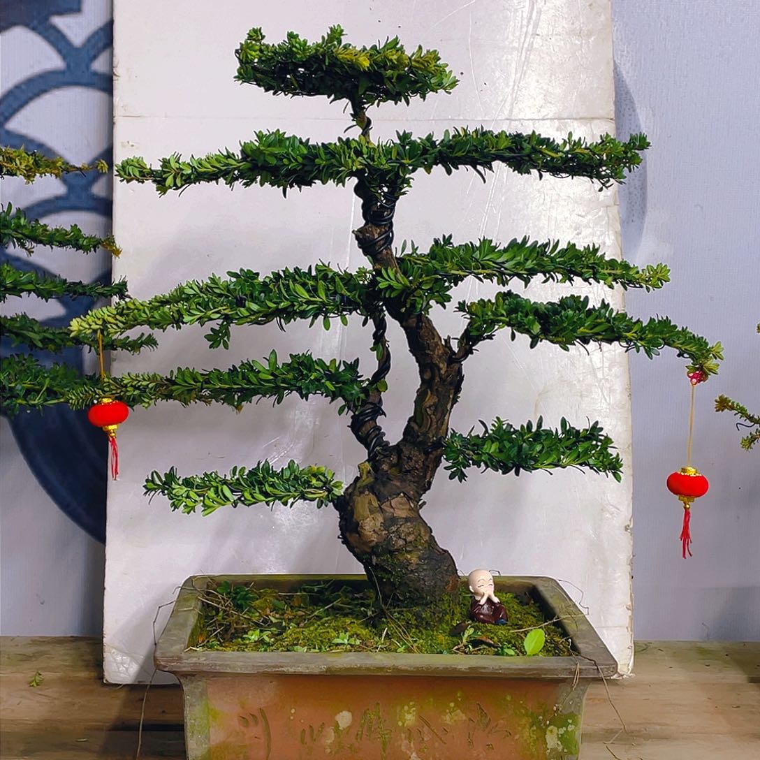 无花朵罗汉松绿钻