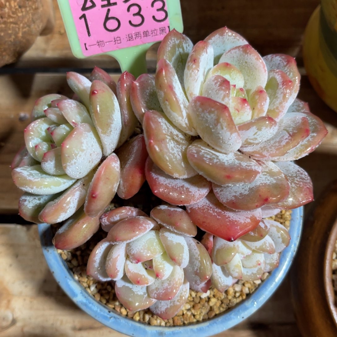 云尘多肉一物一拍不含盆1633