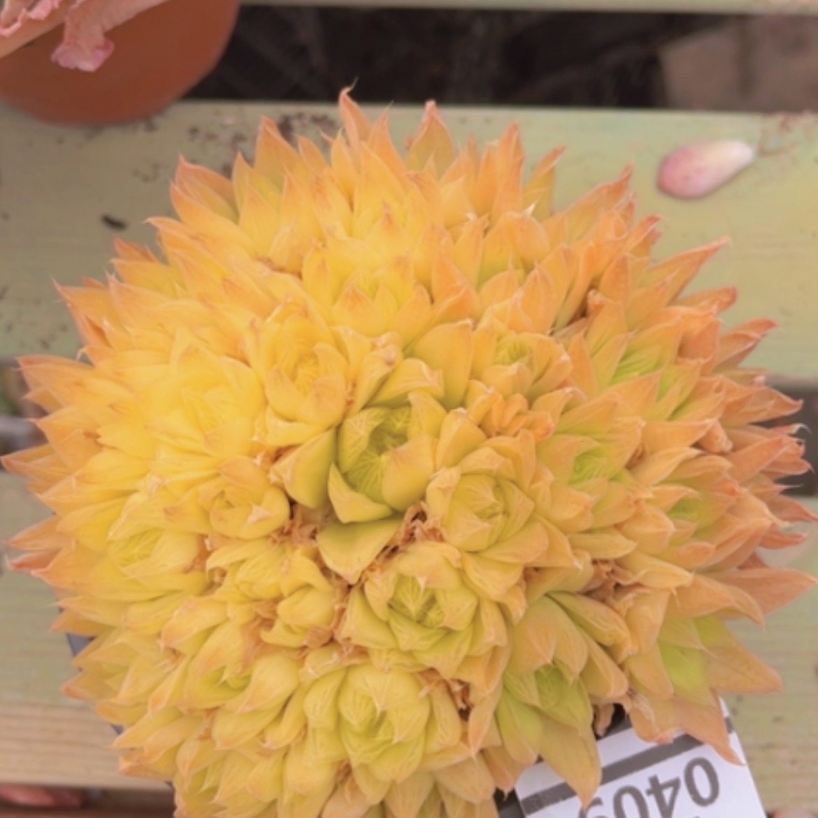 【闪购商品】黄金玉露0409