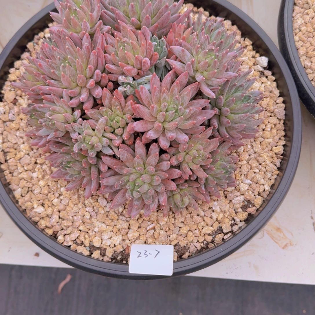 透***杯23-7炫彩星多肉植物