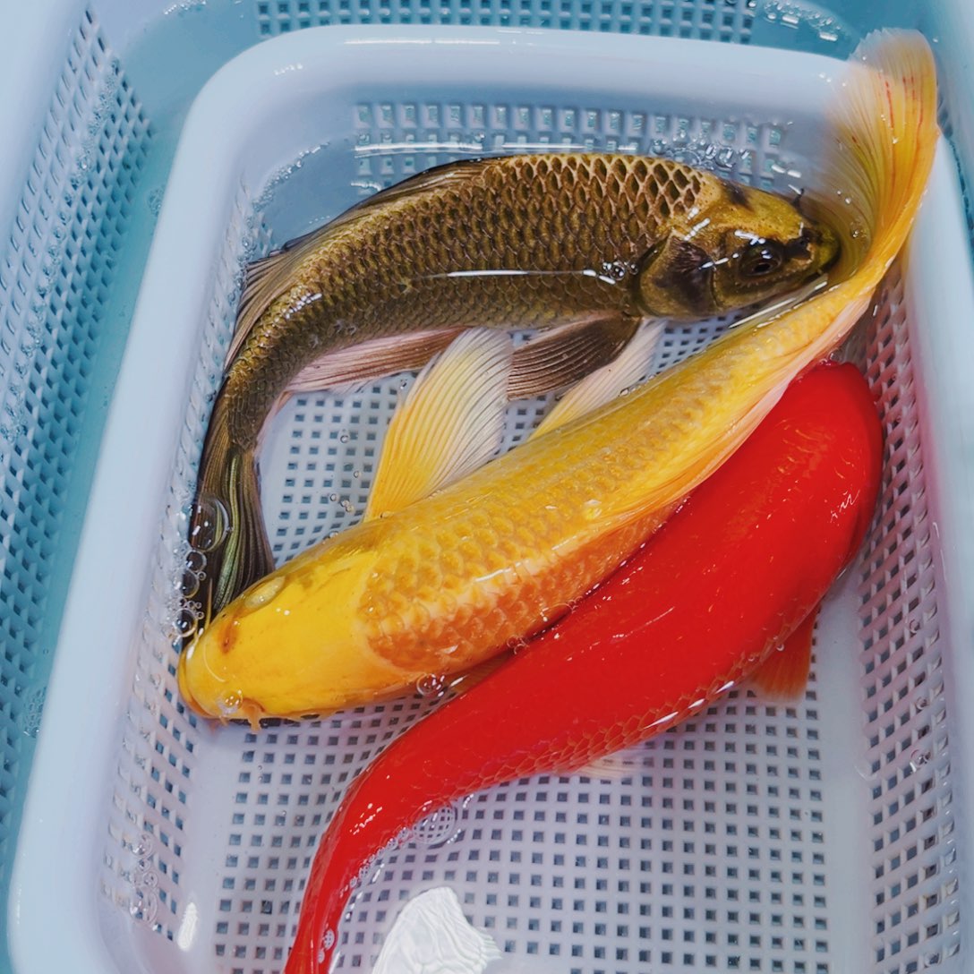 锦鲤锦鲤冷水鱼观赏