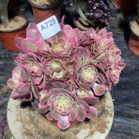 粉女巫缀一物一拍