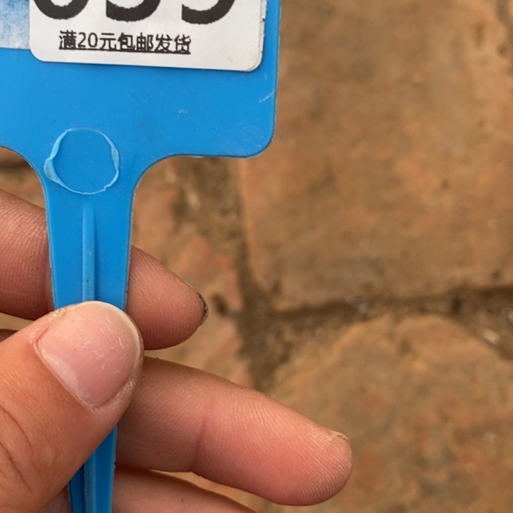 我***！生石花等植物的生长659