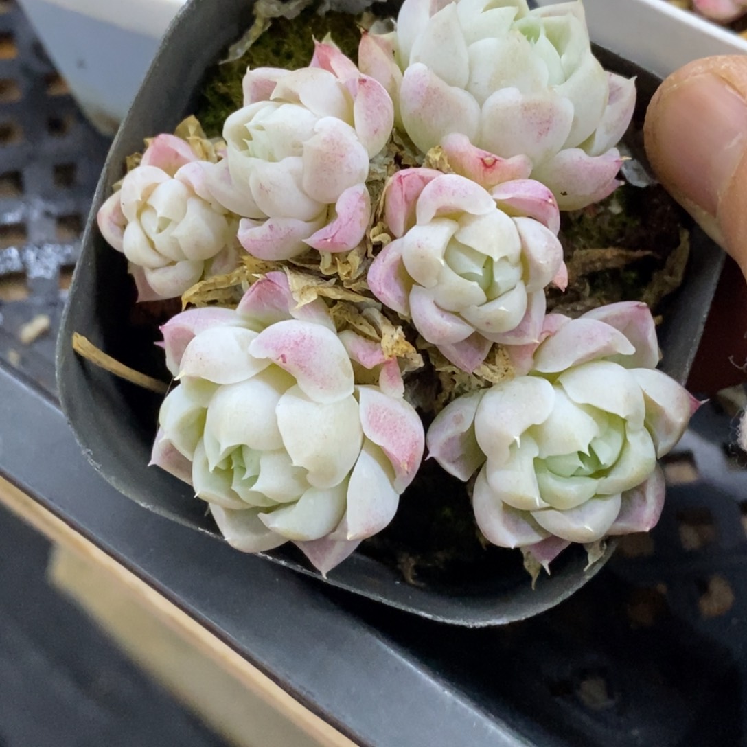 精品多肉一物一拍不包整285