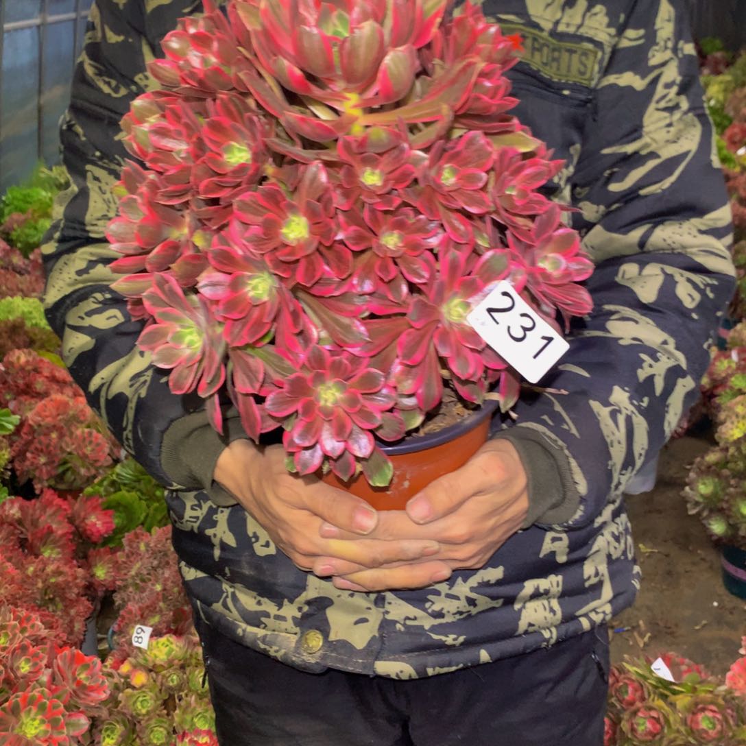 法师多肉植物231
