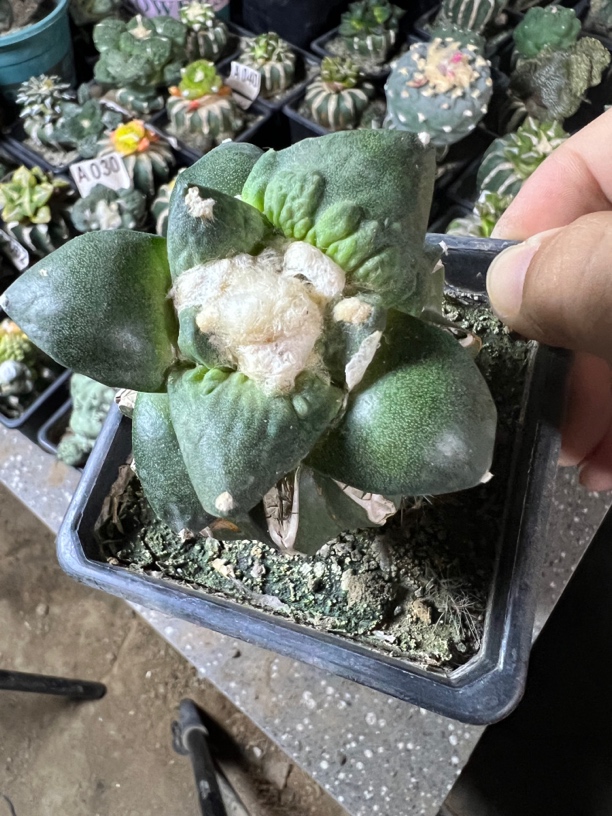 大尤玉牡丹自根适合办公室阳台的易养活小型花卉植物