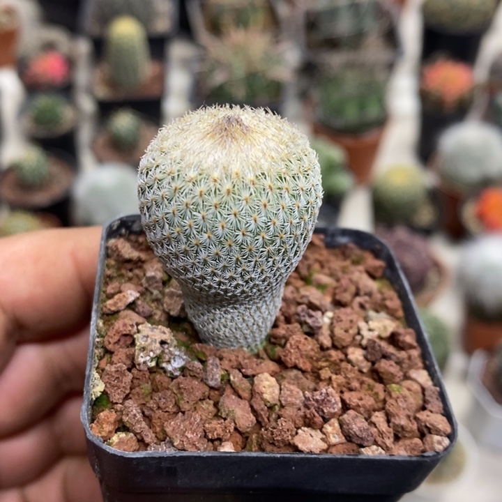 实生月世界特价福利