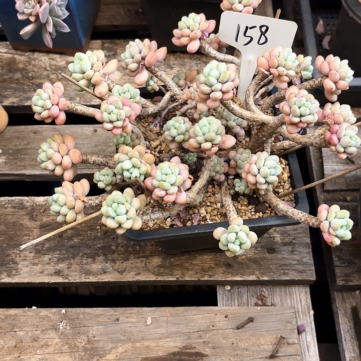 多肉植物，鱼子酱158号