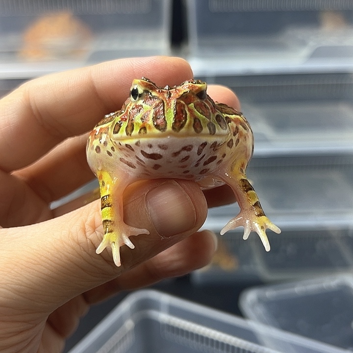 角蛙瑕疵眼失明台钟4/5