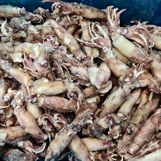 【东三省包邮】熟冻海兔 3斤（个别有籽）