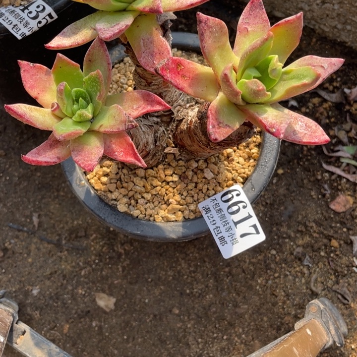 617号帕莫瑞皱叶多肉植物