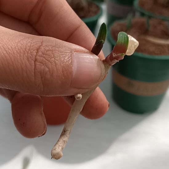 小***钢无花朵特色花卉君子兰小苗