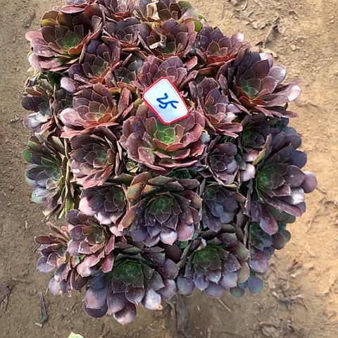 M***m荷兰玫瑰多肉植物法师26