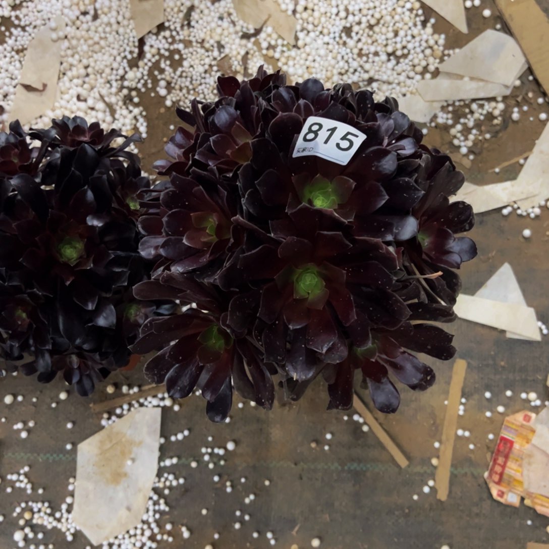 815欧紫多肉植物
