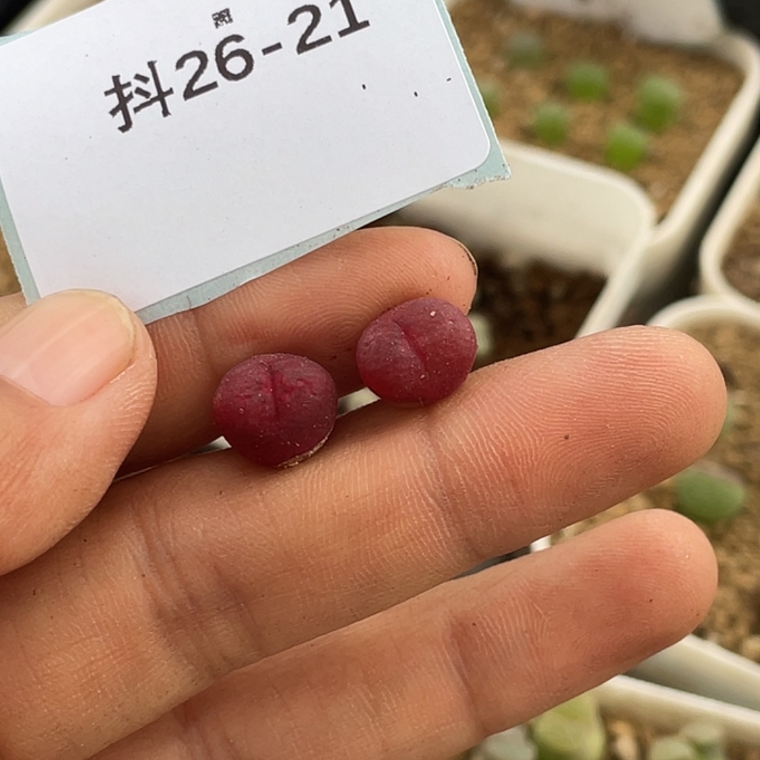 应***雪26-21肉锥多肉植物
