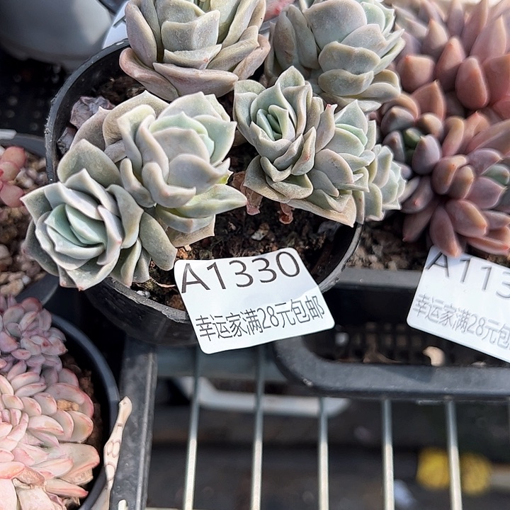 幸运的是我的朋友们