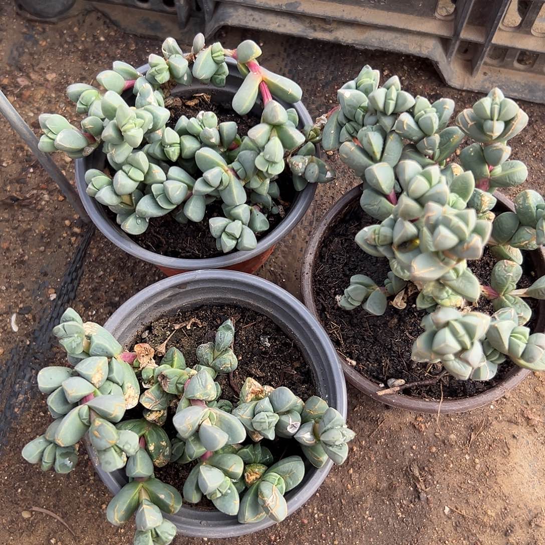 多肉植物三颗鹿角海棠