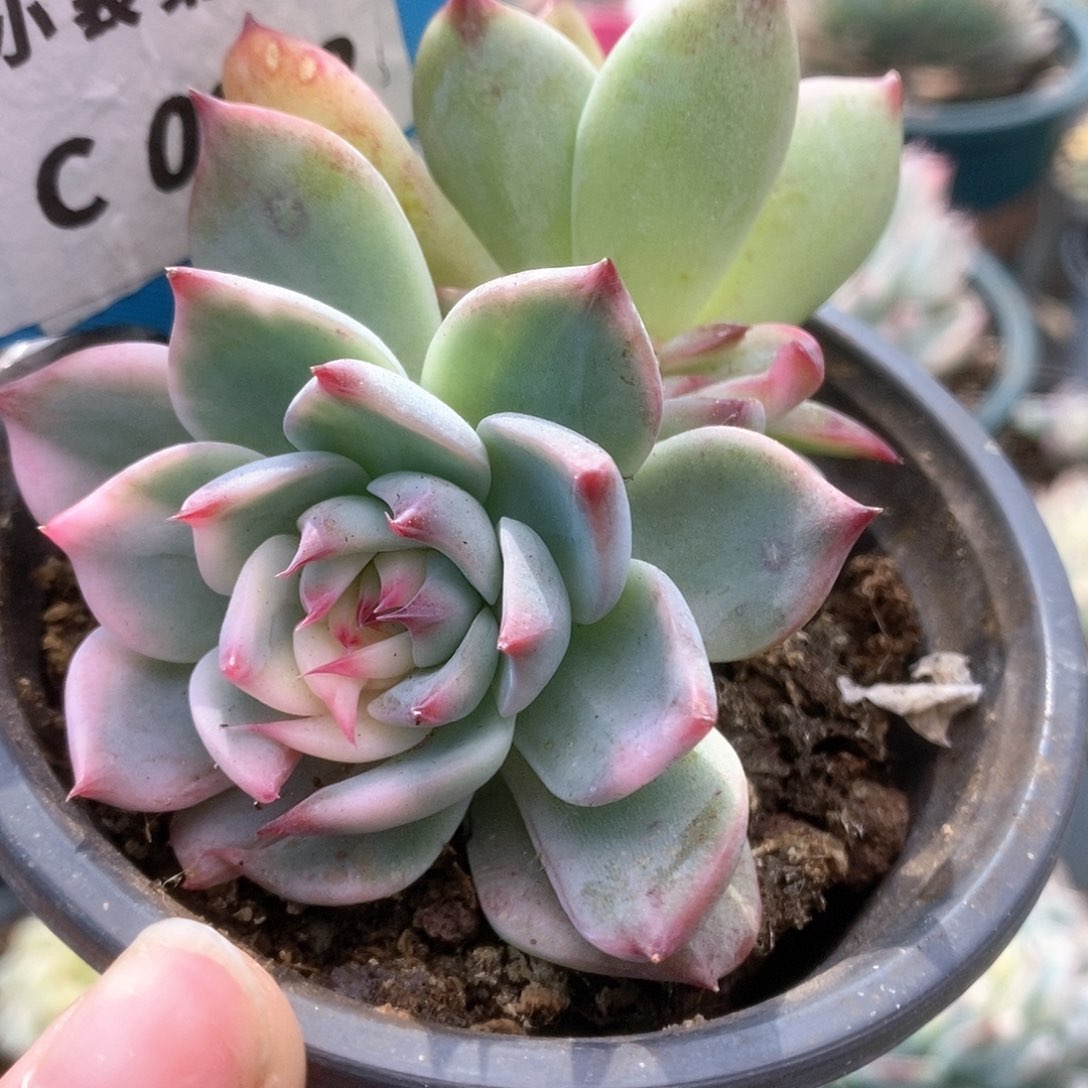 278锦锦锦锦锦锦锦