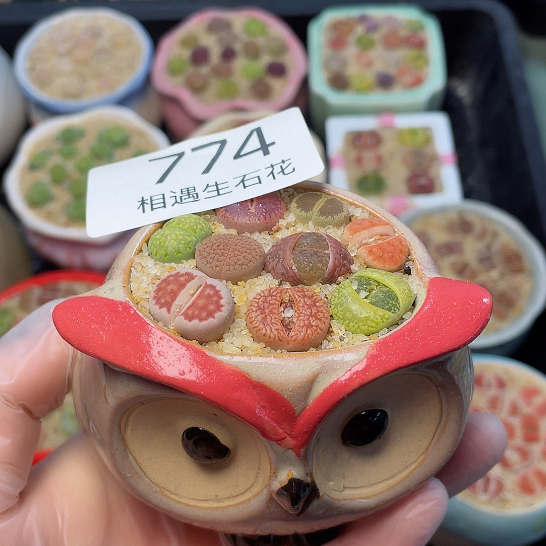 相遇生石花专拍774