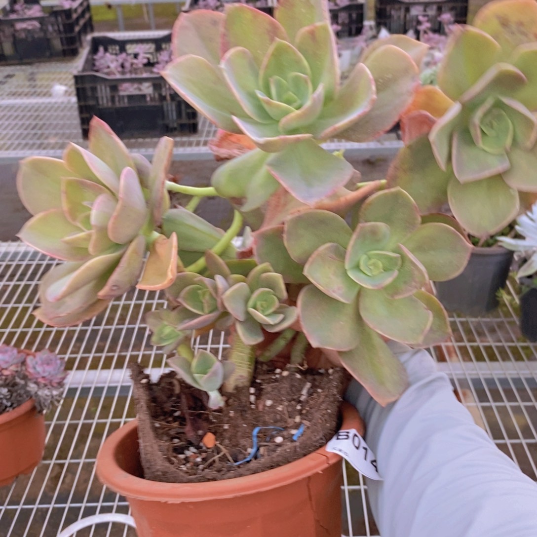 014贺氏多头一物一拍