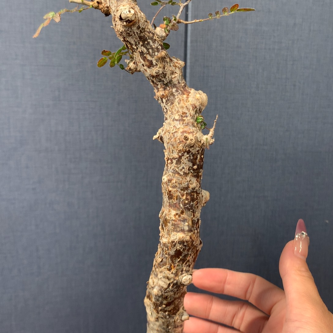 滔天橄榄产地熟桩养定