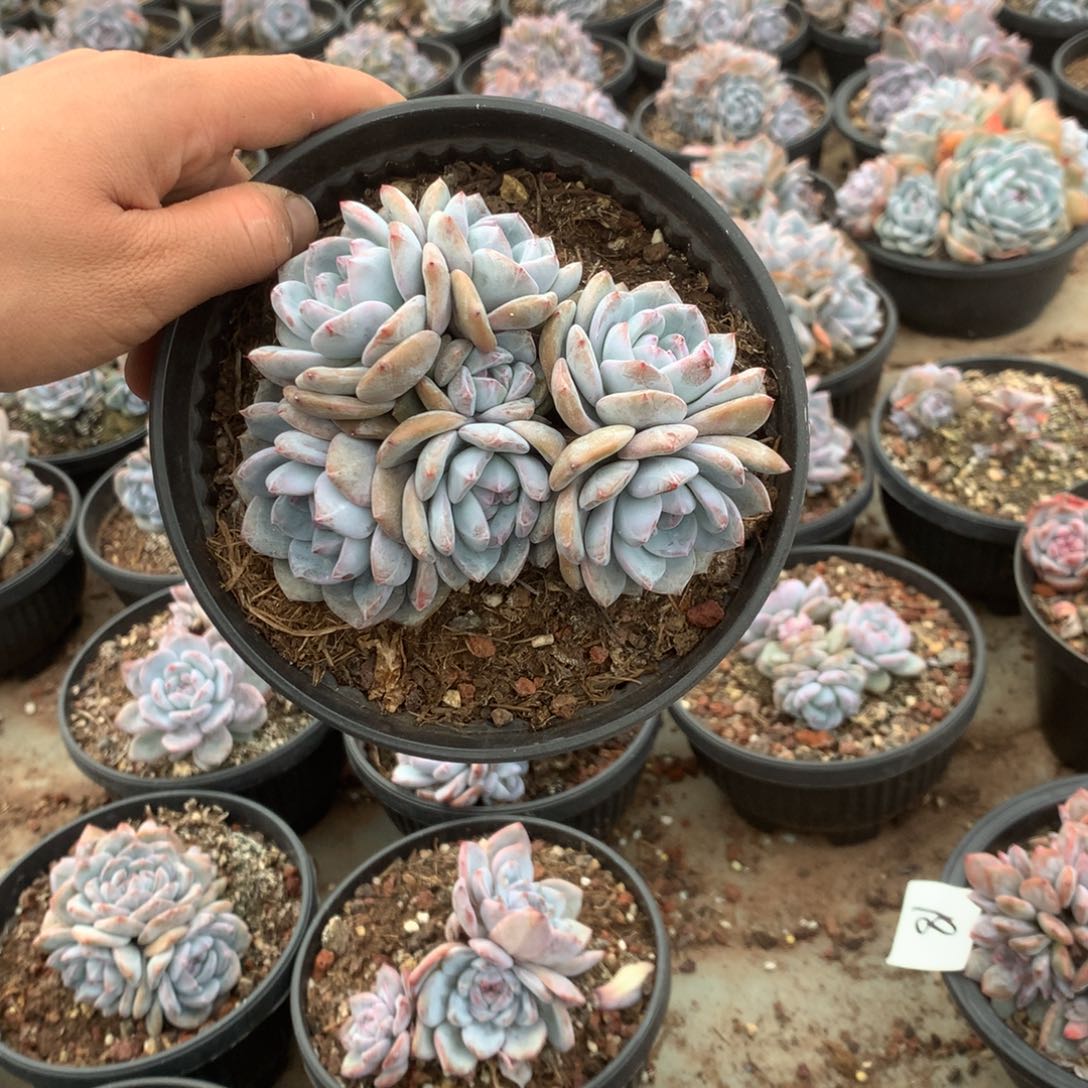 无花朵哈哈哈哈哈哈无砍15