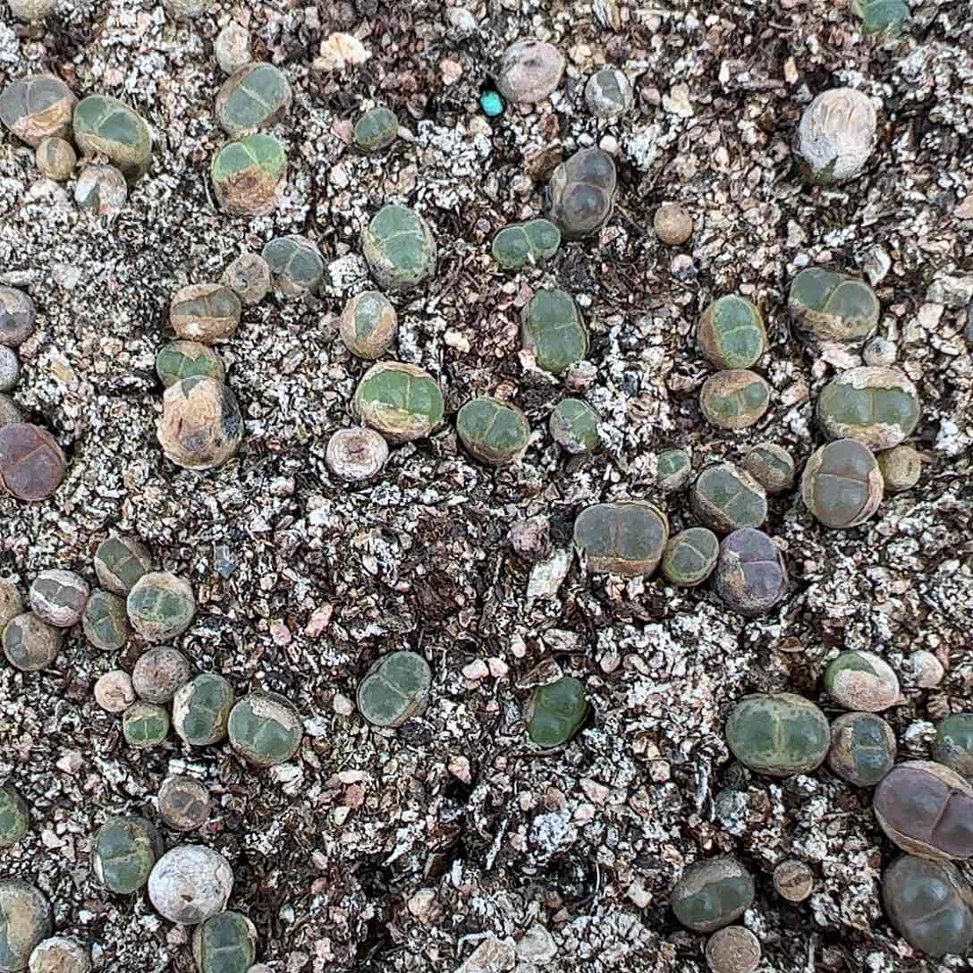85量拍F2风铃1颗MG1797.18小海豚风铃尺寸小