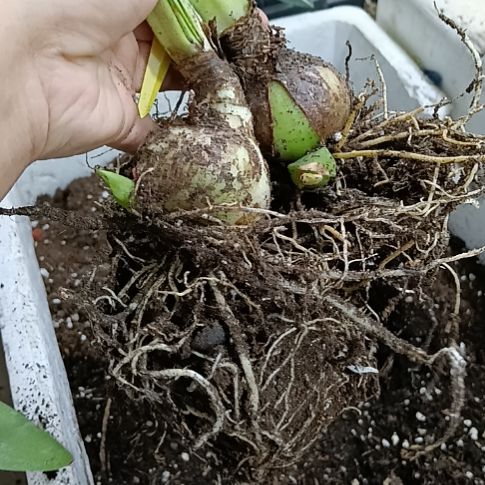 无花朵丽朵香妃4+发二个