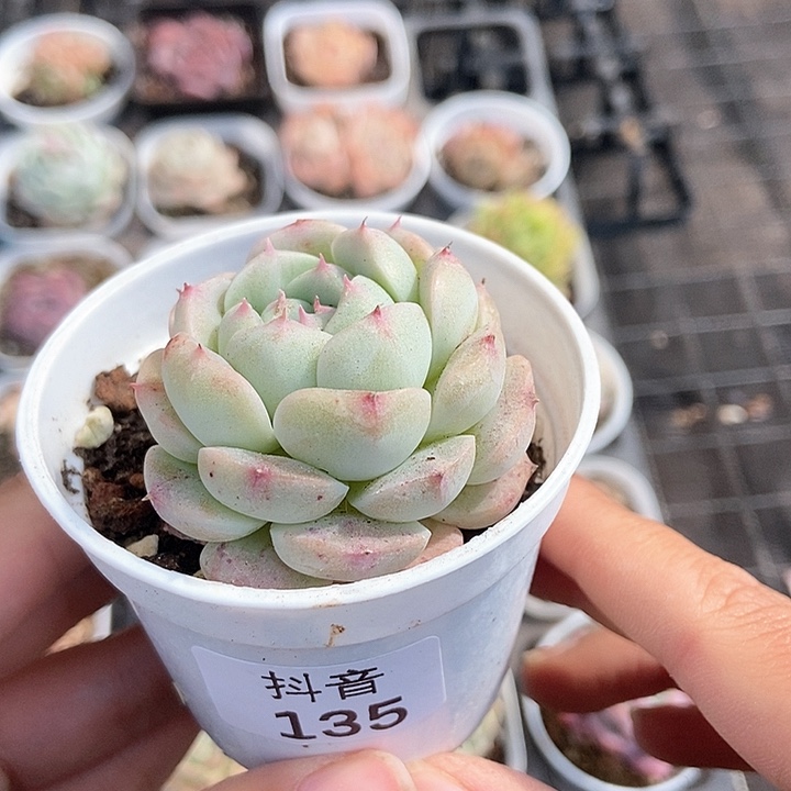 一物一拍满十元包邮发货 135