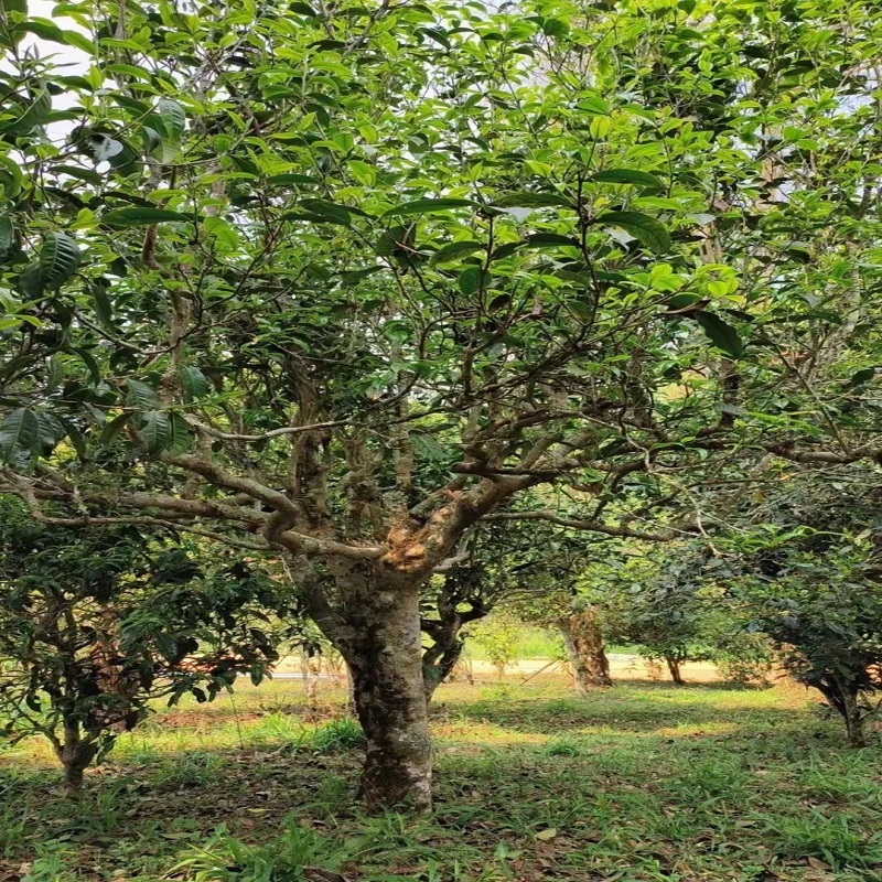 源头有好茶， 直播通用链接，（产品以直播间介绍为主）请勿直接下单