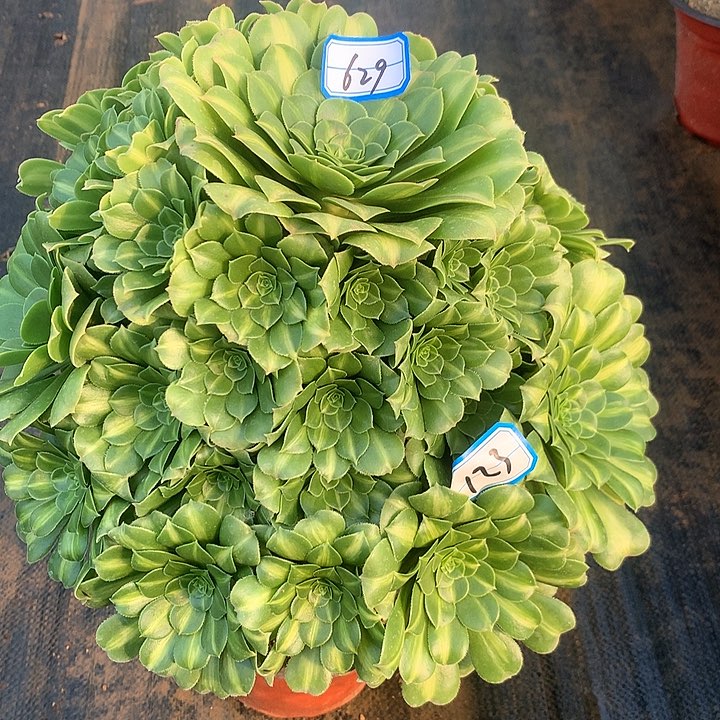 翡翠硫离多肉植物629