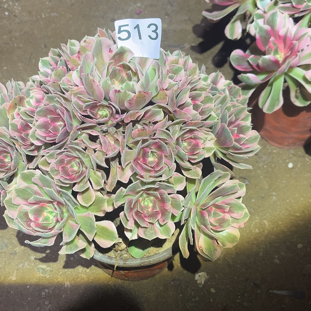 粉女郎多肉法师513号