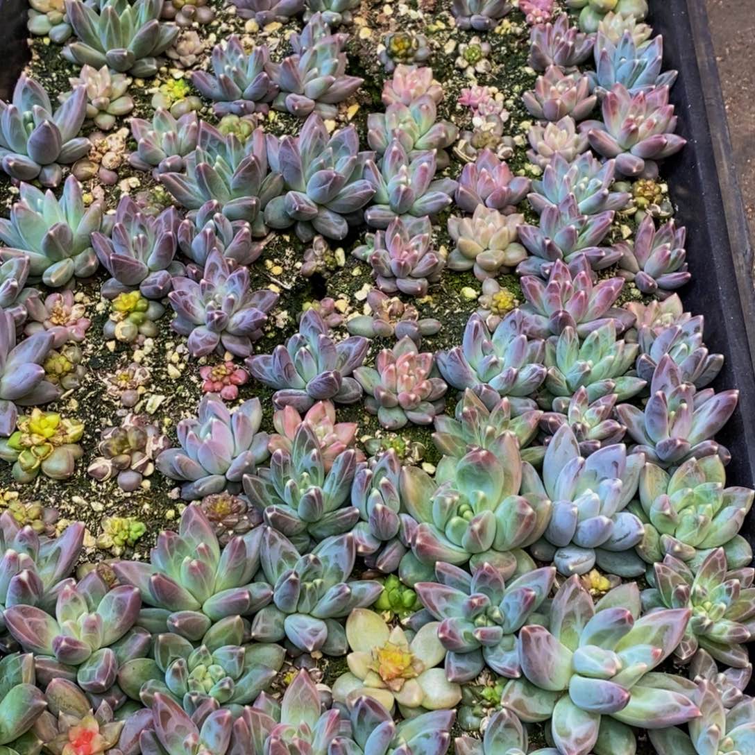 用****7710多人在一起的时候我