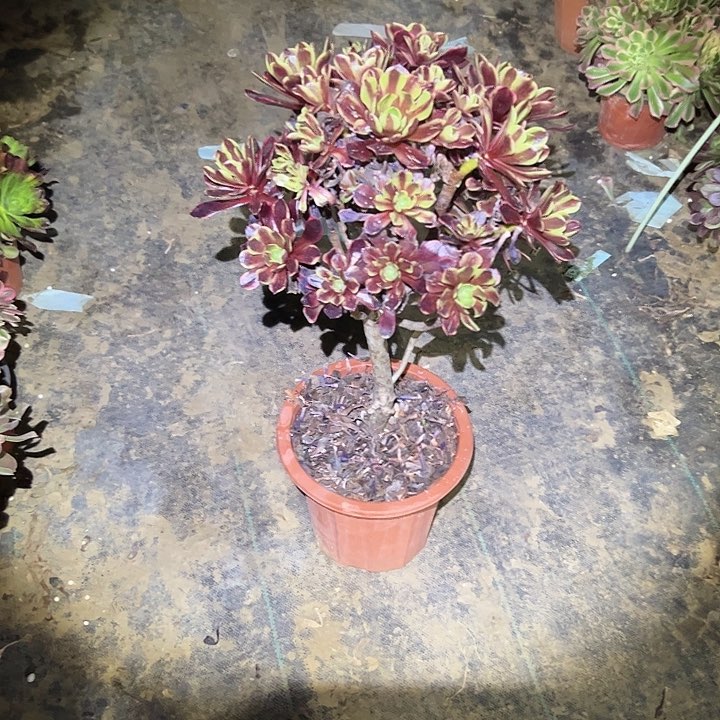 多肉法师植物链接17